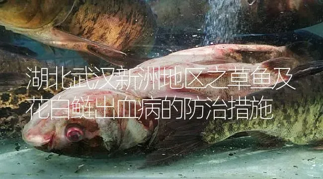 湖北武汉新洲地区之草鱼及花白鲢出血病的防治措施 | 淡水养殖