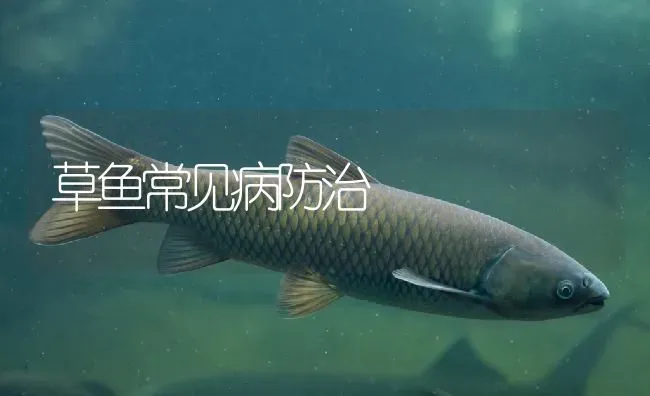 草鱼常见病防治 | 淡水养殖