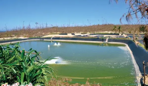 夏季干旱高温地区如何养好南美白对虾