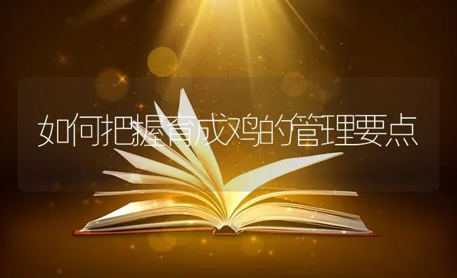 如何把握育成鸡的管理要点 | 家禽养殖