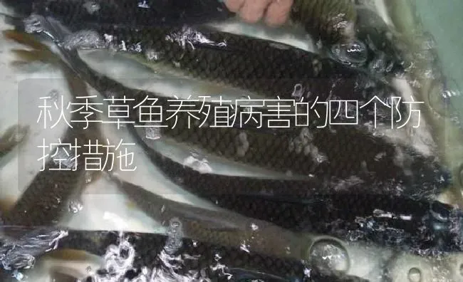 秋季草鱼养殖病害的四个防控措施 | 淡水养殖