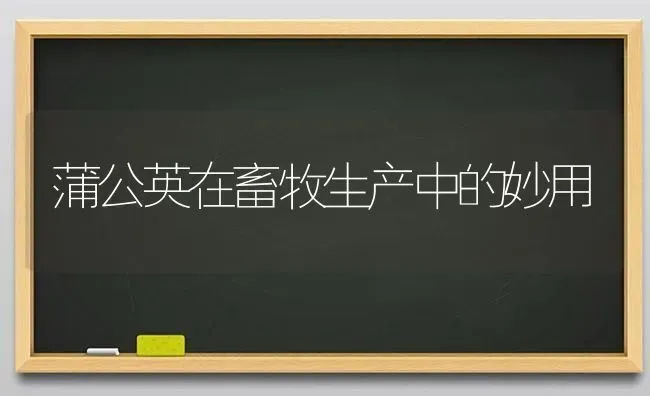 蒲公英在畜牧生产中的妙用 | 家畜养殖