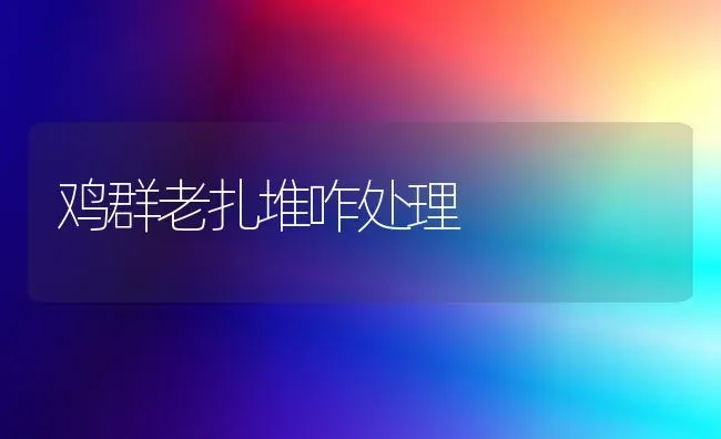 鸡群老扎堆咋处理 | 家禽养殖