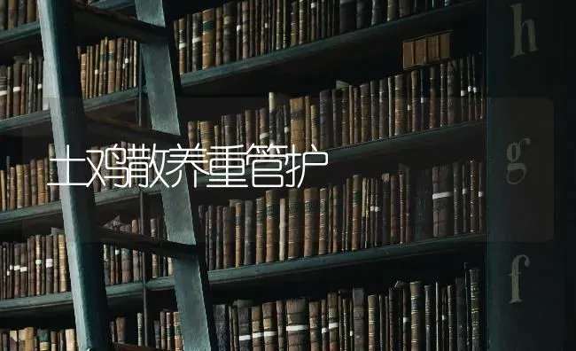土鸡散养重管护 | 家禽养殖