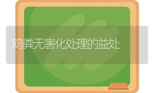 鸡粪无害化处理的益处 | 家禽养殖