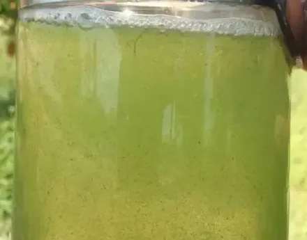 南美白对虾养殖户如何处理蓝藻和亚硝酸盐高的问题