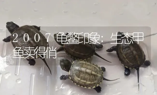 2007龟鳖印象:生态甲鱼卖得俏 | 淡水养殖