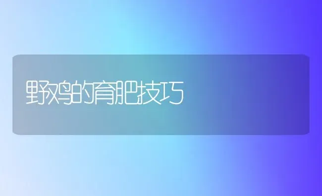 野鸡的育肥技巧 | 家禽养殖