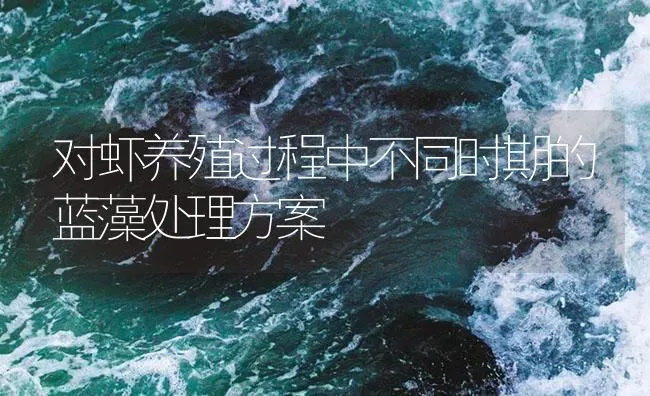 对虾养殖过程中不同时期的蓝藻处理方案 | 海水养殖