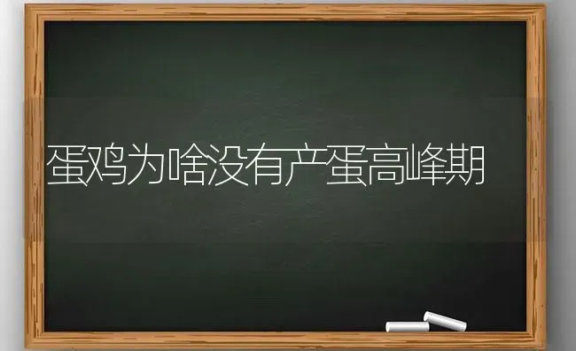 蛋鸡为啥没有产蛋高峰期 | 家禽养殖