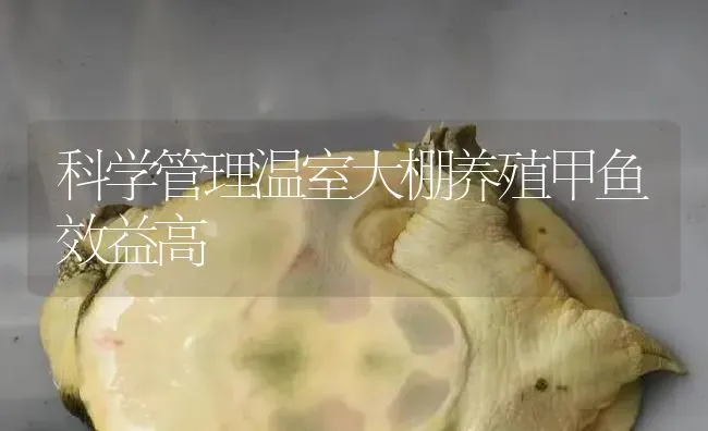 科学管理温室大棚养殖甲鱼效益高 | 淡水养殖