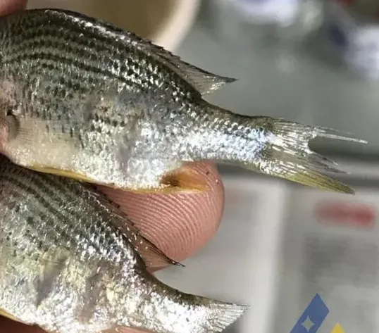 [每周一例]晴天傍晚发生气泡病，冬棚黄鳍鲷鱼种游水厌食