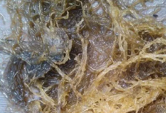 气温骤然上升，春季海参圈问题集中爆发