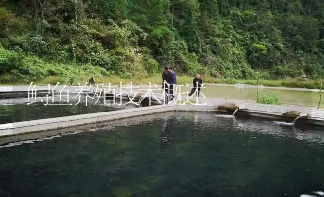 鲟鱼养殖技术概述 | 淡水养殖