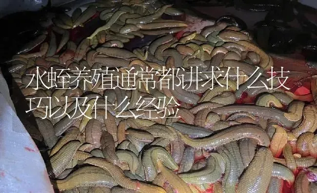 水蛭养殖通常都讲求什么技巧以及什么经验 | 特种养殖