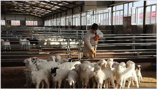影响肉羊养殖效益的因素 | 动物养殖资料