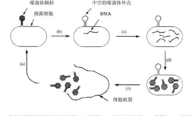 【微生态常识】带您认识不一样的噬菌体