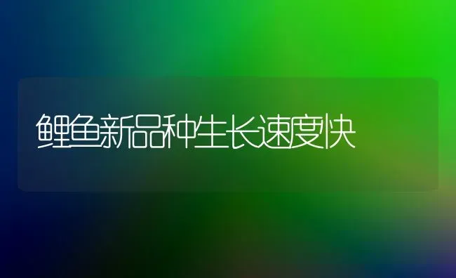 鲤鱼新品种生长速度快 | 淡水养殖