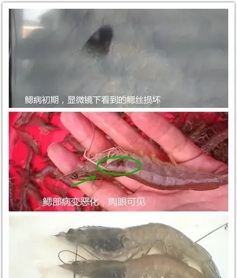 处理南美白对虾黑鳃问题—100%安全有效