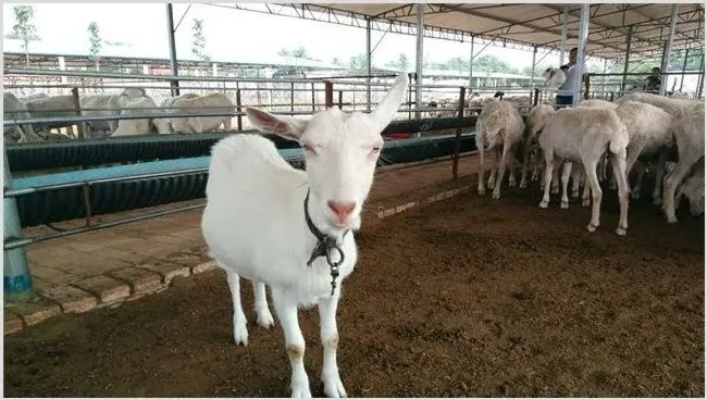 影响肉羊养殖效益的因素 | 动物养殖资料
