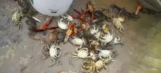 到底是什么因素限制了你的河蟹产量？