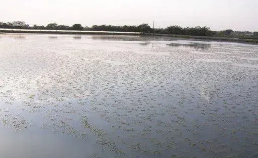 夏季河蟹养殖的塘口管理方法