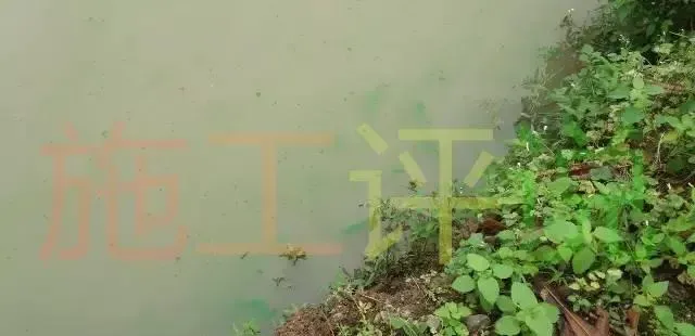 南美白对虾养殖户如何处理蓝藻和亚硝酸盐高的问题
