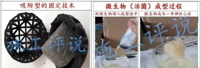 微生物在水产养殖过程中的创新想法分享的后续：关于固定微生物交流