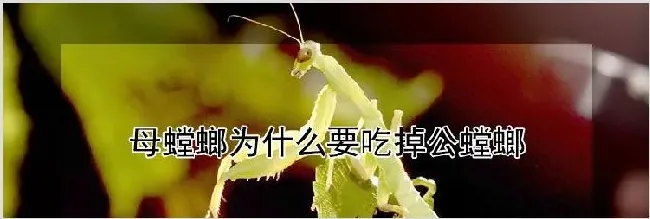 母螳螂为什么要吃掉公螳螂 | 农业养殖科普