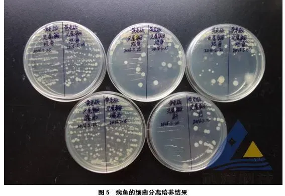 网箱养殖斑点叉尾鮰疱疹病毒检出一例