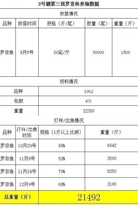 广东揭阳余建烈精养罗非鱼一年两批半饵料系数1.2