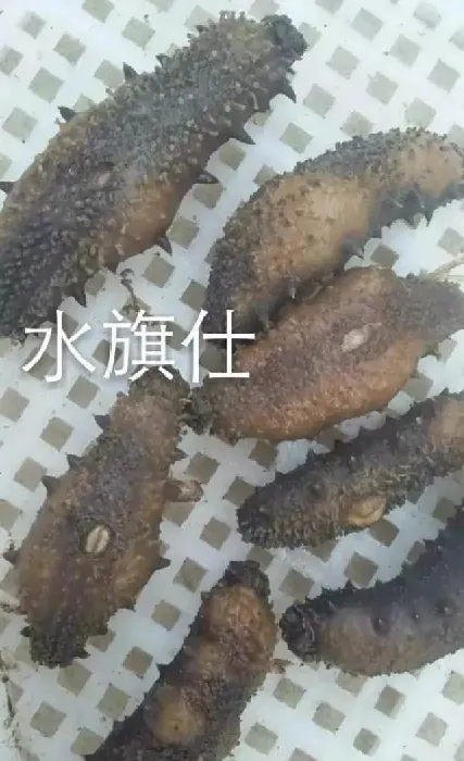 气温骤然上升，春季海参圈问题集中爆发