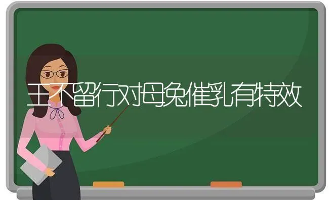 王不留行对母兔催乳有特效 | 家畜养殖