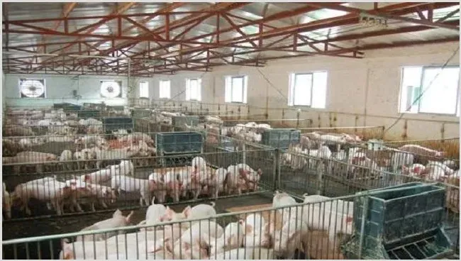 养猪场如何保温 | 动物养殖技术