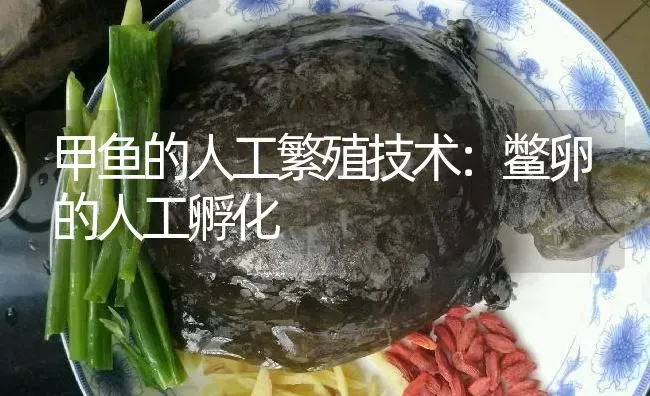 甲鱼的人工繁殖技术：鳖卵的人工孵化 | 淡水养殖
