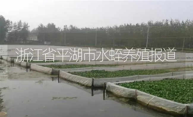 浙江省平湖市水蛭养殖报道 | 特种养殖