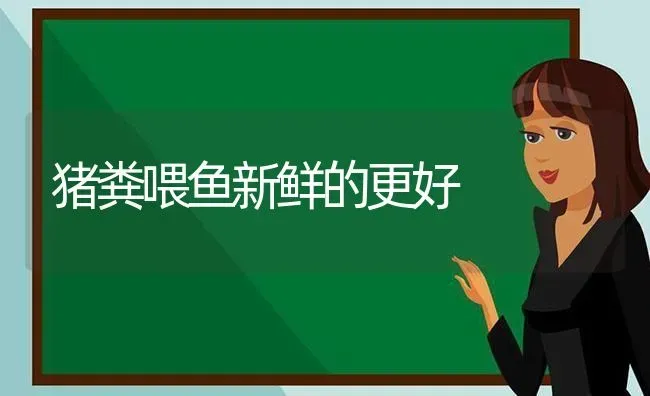 猪粪喂鱼新鲜的更好 | 家畜养殖
