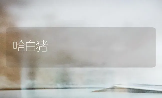 哈白猪 | 家畜养殖