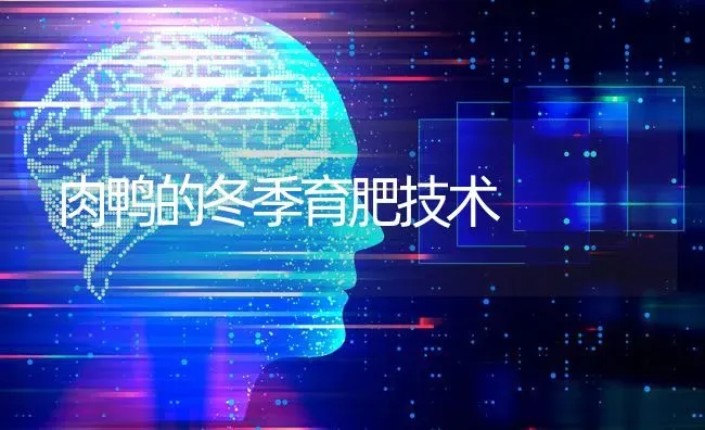 肉鸭的冬季育肥技术 | 家禽养殖
