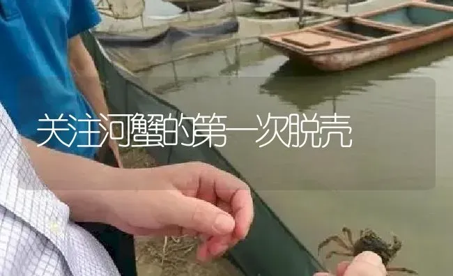 关注河蟹的第一次脱壳 | 淡水养殖