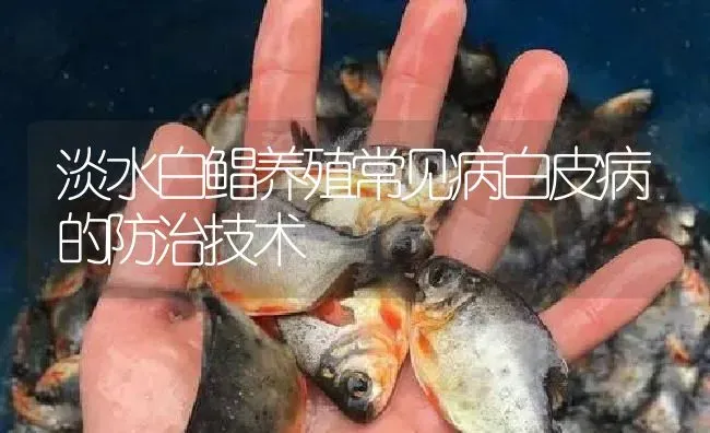 淡水白鲳养殖常见病白皮病的防治技术 | 淡水养殖