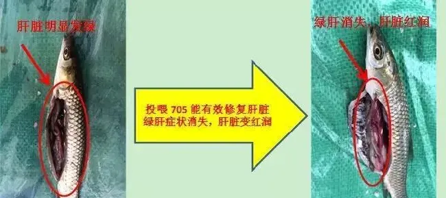 【厂家测评】海大705功能保健料保肝护肠效果总结