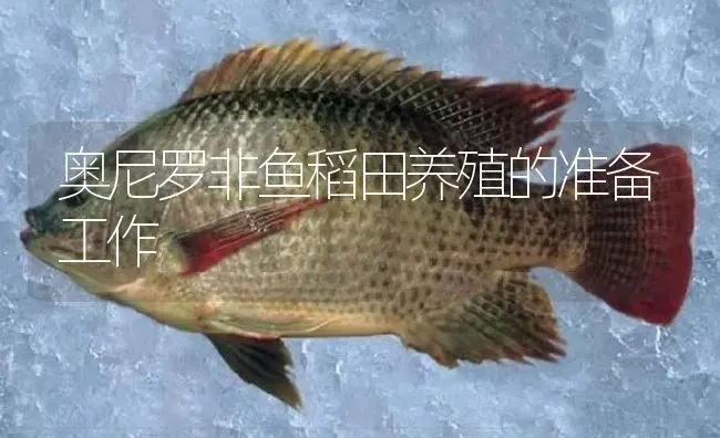 奥尼罗非鱼稻田养殖的准备工作 | 淡水养殖