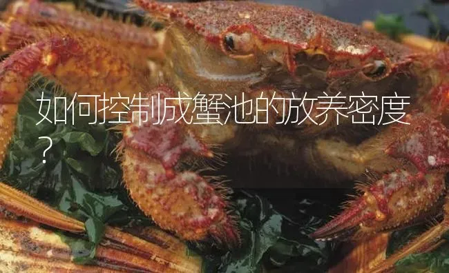 如何控制成蟹池的放养密度？ | 淡水养殖