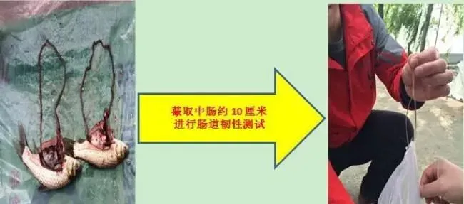 【厂家测评】海大705功能保健料保肝护肠效果总结