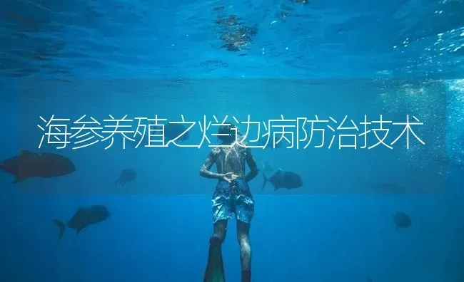 海参养殖之烂边病防治技术 | 海水养殖