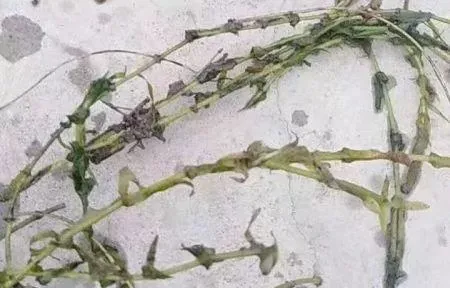 小龙虾养殖户要记牢！养虾不养草 兵败如山倒！