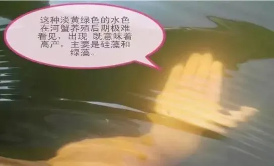 到底是什么因素限制了你的河蟹产量？