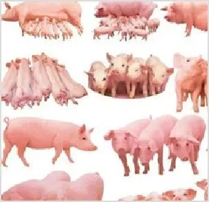 猪毛过长的防治饲养 | 动物养殖知识