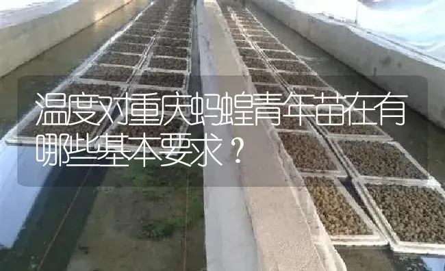 温度对重庆蚂蝗青年苗在有哪些基本要求？ | 特种养殖